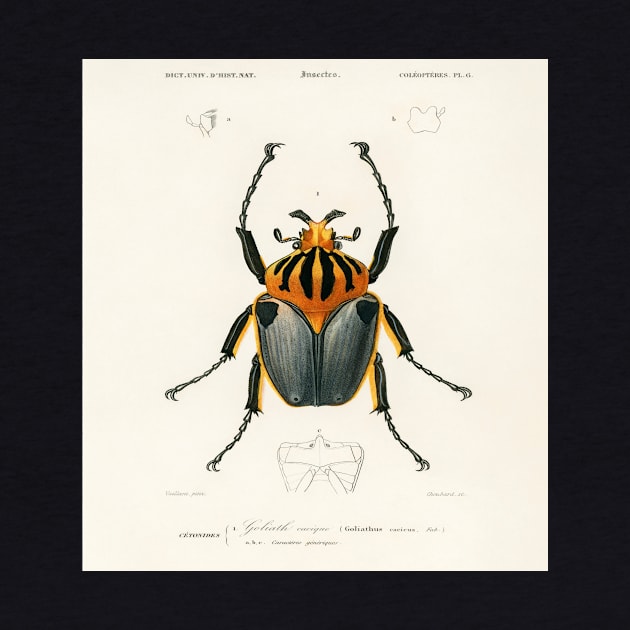 Goliathus cacicus illustrated by Charles Dessalines D' Orbigny by Garkbit's